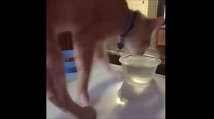 Quand même les chats se mettent au #RunningManChallenges ---- Retrouvez le meilleur pour votre chat dans la #miaoubox -> https://goo.gl/3PAEOu | Miaoubox