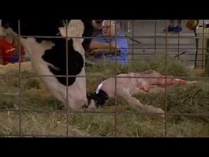 COW BIRTH