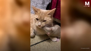 Amicizia insolita! Gatto e topo condividono un momento di coccole
