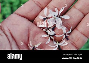 Close Up View Of Delicate Melia Azedarach Chinaberry Tree Flowers Stock Video Footage - Alamy