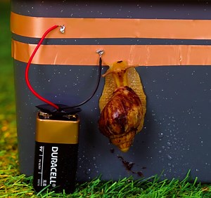 Handy pest control hacks to keep your plants! | 5-Minute Crafts Teens