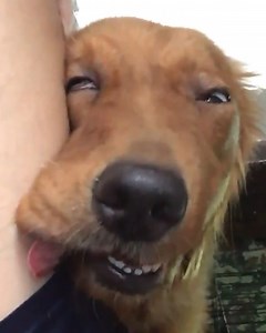 11K views · 168 reactions | Dogs making funny faces  | Animal Lovers | Facebook