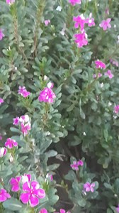 Beautiful periwinkle flowers #periwinkle #flowers #nature #viral #trending | Blooming Nature Tales