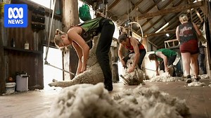 Shearing Sisterhood: A growing number of women taking up shearing