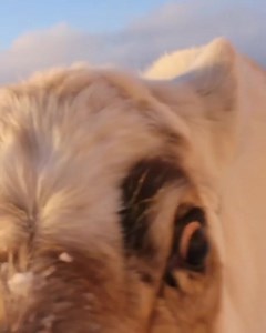 12K views · 642 reactions | В ваши ленты заглянул любопытный олень со Шпицбергена. | Scandinavia Club | Facebook