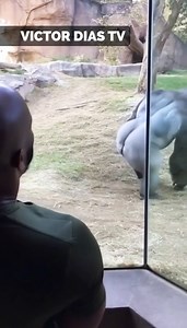 Gorilla Mimics Bodybuilder | Victor Dias TV