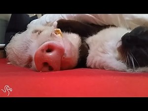 Cats and Pigs = Love