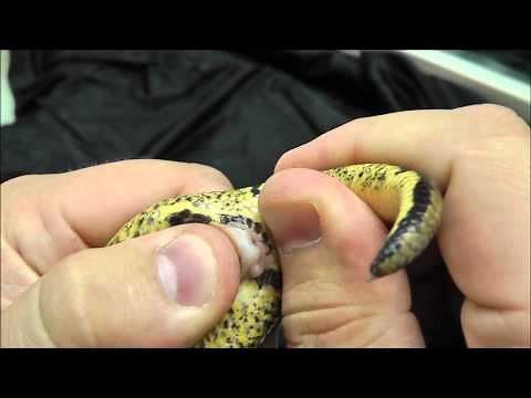 How to Sex a Ball Pythons (popping method)