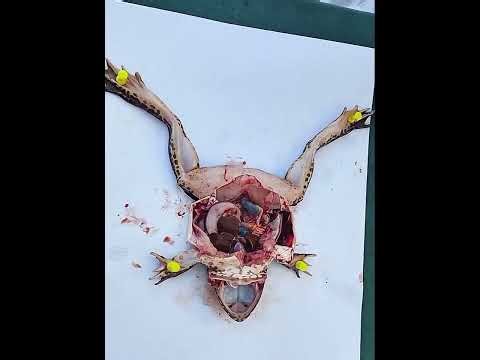 FROG DISSECTION | ZOOLOGY LABORATORY|BS BIOLOGY.