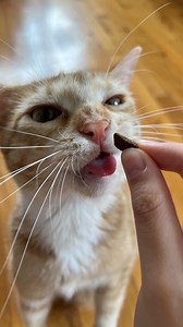 Double tap if you love ginger cats! Did you know that 80% of ginger cats are males? Female ginger cats are rare due to genetics. Females possess two X chromosomes and males possess XY chromosomes. Male cats only need one orange gene to become a ginger—making them much more likely to carry on the trait. Cashmere is a stripped pattern female ginger cat! @cashmere.mittens.cat | Cashmere & Mittens