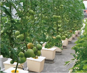[Hot Item] Wholesale PP Tomato Dutch Bucket Bato Buckets for Nft Hydroponics