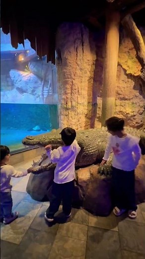 Three sisters playing with crocodile 🐊 #dubai #explore #zoo #kidsvideo #halima #hajra #aamina