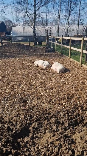 Elvis and Elmo enjoying the sunshine ☀️☀️ Did you know that pigs can dream?💜💜 #pigs #miniaturepigs #minipigsofinsta #dream #sleep #allthingsalpacaltd #allthingsalpaca | All Things Alpaca