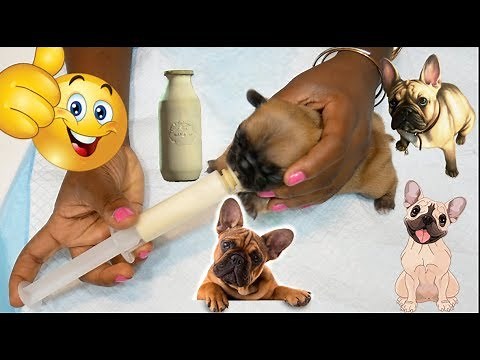 Puppy Milk Recipe Formula| Hand Feeding Newborn Puppies Bottle |Feed Milk Replacement