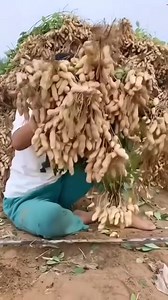 3.6K views · 95 reactions | Groundnut Harvesting | खेती की अवधारणा पिन्टु मीना पहाड़ी | Facebook