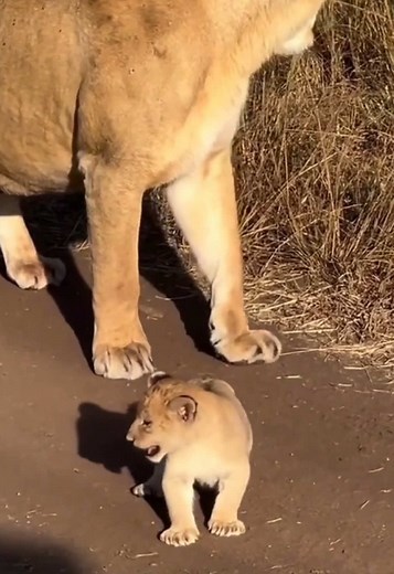 That tiny roar attempt before mom stepped in 🦁🥹 #LionCub #Lion #Wildlife #Safari #NatureVideo