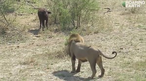 Empathy and compassion are the keys to coexistence with all creatures | Bolivia Gastronomica Sucre