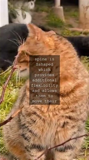 The Feline Factor Unpacking the Sumptuous Flexibility of a Cats SpineAs we gaze into...