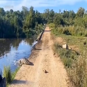 2.3M views · 7.7K reactions | When the turtle meets the crocodile, his hard shell and sharp teeth, who will be | Master Kicau | Facebook