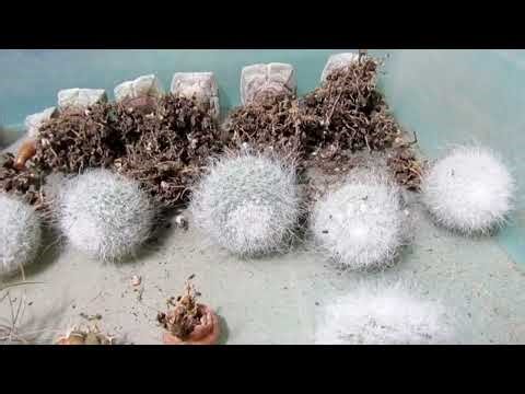 Mammillaria Hahniana