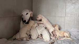 Seca & her babies, now almost 4 weeks old. Coming week they will receive their first deworming treatment. ✅ Teaming —> https://www.teaming.net/group/list?q=galgos rescue almeria ✅ Donations —> ⏩ PayPal: Galgosrescuealmeria@gmail.com ⏩ banktransfer: : IBAN ES95 2085 8268 3603 3023 5226 ⏩ banktransfer: IBAN BE10 0018 7407 9204 ⏩ website: https://galgosrescuealmeria.com/ Seca & haar babies, nu bijna 4 weken oud. Komende week krijgen ze hun eerste ontworming behandeling. | Galgo's Rescue Almeria