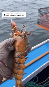1.6K views · 18 reactions | Shell Disease only effects the outside,OrangeYellow Lobster! Sustainable Fishing! We want to protect the future of lobsters #maine # #maine #lobster #fishing #ocean | Louie Ryan | Facebook