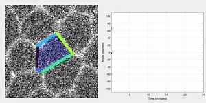 In the early Drosophila embryo, germband extension requires positional switches of neighboring epithelial cells through remodeling of cell–cell junctions. Katie Linvill, Liam Russell, Timothy Vanderleest, Todd Blankenship, Dinah Loerke and colleagues (University of Denver) find that junctions systematically rotate from a horizontal towards a vertical orientation. During this process, rotating interfaces acquire myosin and newly initialized contractile identities, which allows for multiple rounds