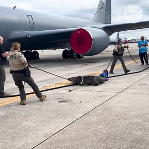 Alligator caught on a runway | Hungry Panda