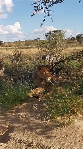 Lions of the Kalahari #safari #bush #wild #wildanimals #animal #Leo #nature #lions #borntobewild #lionking #kalahari #desert #dunes | African Bush Kingdom