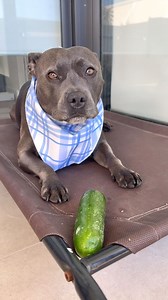 365K views · 48K reactions | Did you know you can turn a cucumber into a Kong for your dog?!? 勒勒勒 #dogishuman #dogsmile #dogsofinstagram #dogs #dogsofnyc #dogsarethebest #dogslovers #dogslover #dogsdaily #dogslife #doglovers #doglove #doglover #doghealth #dogmom #dogmomlife #dogmoms #doghealth #doghealthtips #canineenrichment #canines #canine #caninehealth #kong #diy | Dog is Human | Facebook