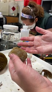 4.9K views · 131 reactions | SEAMAP Sorting with the Florida...