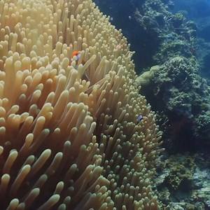 106 reactions | With their vibrant orange and white stripes, clownfish (Amphiprioninae) live in harmony with sea anemones, protected by a special mucus that makes them immune to stings.  Fun Facts: -Over 30 species exist! -They can change sex during their life! -Found in tropical waters of the Indian and Pacific Oceans.  Have you spotted one while diving? Share your story below!  | PSS - Professional Scuba Schools | Facebook