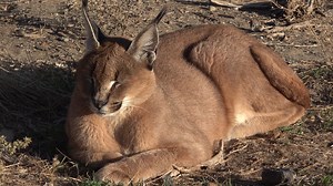 Caracal Medusa looks amazing since her Safe Haven "makeover". She had been privately owned by a couple in Las Vegas, who realized they were unable to continue to care for her. However, when Medusa first arrived she was 62 pounds! That's double the size of a caracal her age in comparison to caracals Hantara and Sorcha who weighed approximately 34 pounds. After slowing reducing her feeding amounts and having her on a healthier diet, she gradually started losing weight - plus having a lot of space 