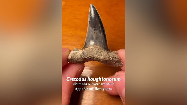 Man Finds Rare 89 Million-Year-Old Tooth Of Ancient Hunter in Texas Cave