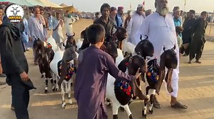 pateri goats video | Nagra Farm