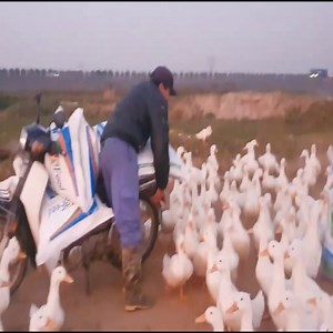 1.2M views · 10K reactions | Amazing method raising Ducks Farm raised 20 Thousand Ducks on the River | Adrian Harris | Facebook