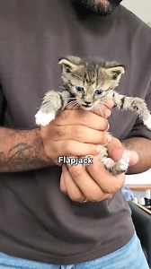 Close ups & names for the breakfast kittens! My feet were being attacked in each clip but you get to see it in the last one 🤣 Can you tell who had the most attitude? | Fostering kittens