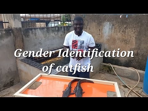GENDER IDENTIFICATION OF CATFISH