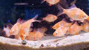 Albino Tiger barbs 😚😚 | Pier Aquatics