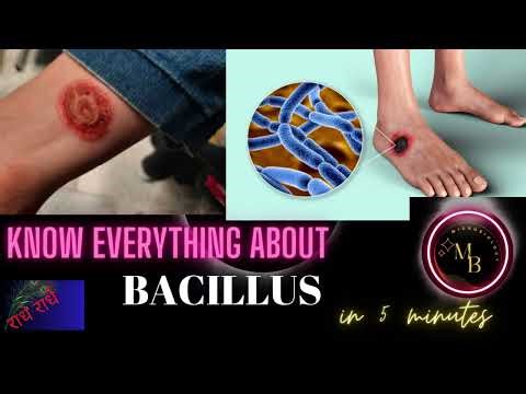 bacillus microbiology lecture ||bacillus ||Easy Microbiology
