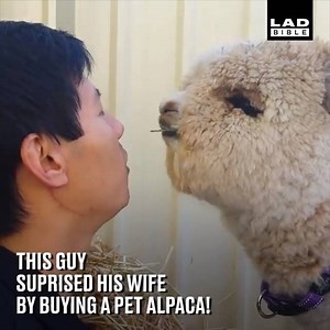 After discovering that Alpacas without a commercial quality fleece are sent to the butchers, Geoff decided to surprise his wife by adopting one 👏🏻😁 | LADbible Australia