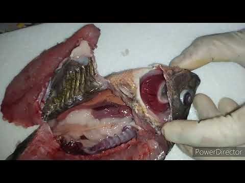 Activity: Tilapia Dissection (Ichthyology)