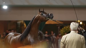 Presenting the 2024 Brazilian National Gold Champion Senior Stallion 🏆 💥 𝐀𝐫𝐢𝐚 𝐑𝐚𝐤𝐞𝐞𝐦 💥 proudly owned by the Aria Rakeem Group, LLC. Already a fenomenal show champion in the USA, Rakeem flew to Brazil and conquered the ring with his friend Mr. Rodolfo Guzzo! | Arabian Insider