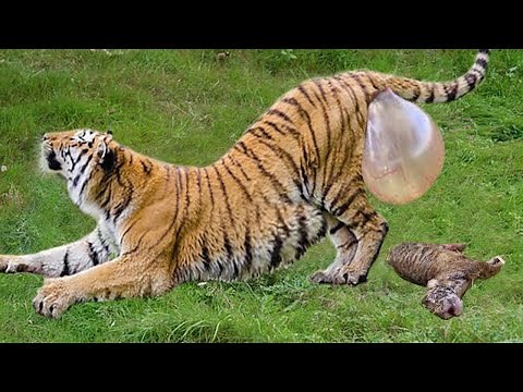 Tiger Giving Birth - Animals Giving Birth