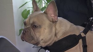 French Bulldog Reunited With Pinole Family After Being Stolen