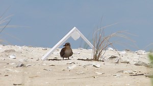 Volunteers construct “chick shelters” for birds in the fledging process along Dauphin Island. Alabama Audubon bit.ly/3paD8U7 | Alabama News Center