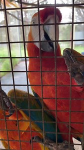 1.8K views · 44 reactions | Gabriel and India. Kisses and hello | Alymara Macaws - Our Macaw Heaven | Facebook