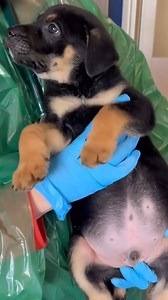 DSPCA rescue six puppies dumped in a cardboard box in a graveyard | Independent Dublin