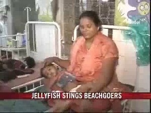 Jellyfish stings beachgoers in Mumbai