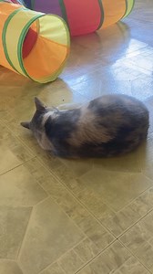 1K views | Purr Partners Feline Rescue on Reels | Facebook